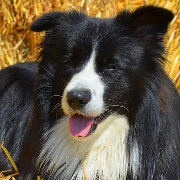 Border-Collie-Dog-British-Sheepdog-Purebred-Dog-1903687.jpg