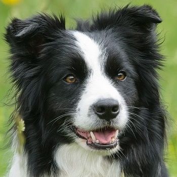 border-collie-1156819_960_720.jpg