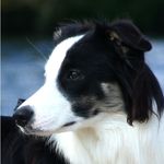 Border_Collie_Tricolor.jpg